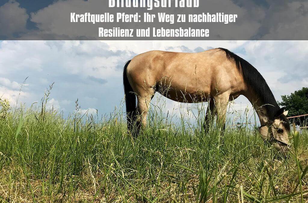 Bildungsurlaub Kraftquelle Pferd