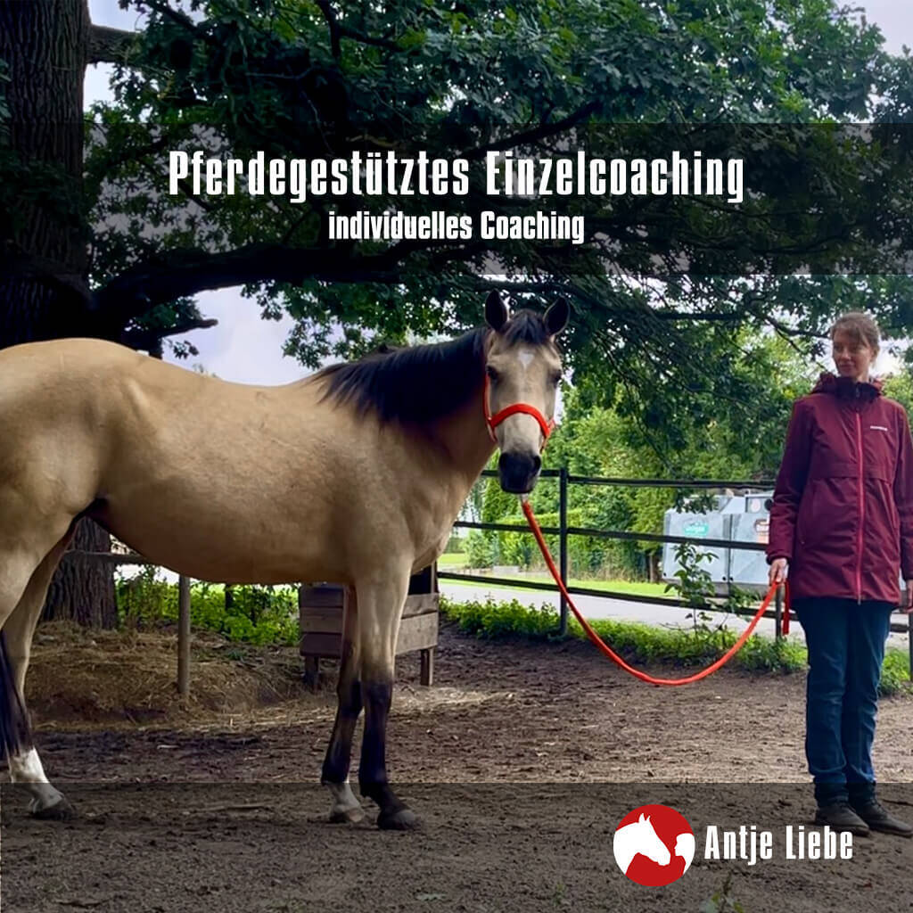 Seminare & Workshops | Antje Liebe | Fortbildungen, Weiterbildungen, Workshops, Seminare, Beratungen, Coachings pferdegestütztes Einzelcoaching: Ihre persönliche Auszeit für neue Impulse | Antje Liebe | Fortbildungen, Weiterbildungen, Workshops, Seminare, Beratungen, Coachings