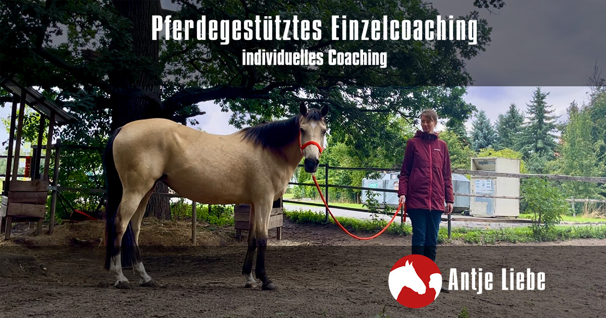 pferdegestütztes Einzelcoaching: Ihre persönliche Auszeit für neue Impulse | Antje Liebe | Fortbildungen, Weiterbildungen, Workshops, Seminare, Beratungen, Coachings