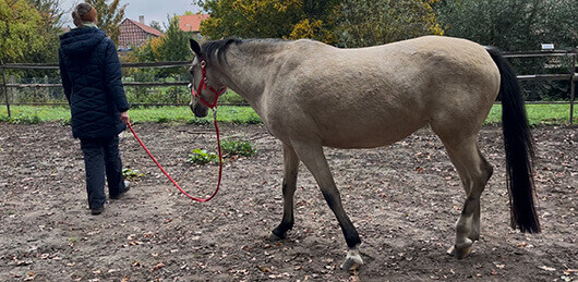 Bildungsurlaub mit Pferden, Bildungsurlaub Pferde, Bildungsurlaub Pferd Niedersachsen, Bildungsurlaub Sachsen-Anhalt | Antje Liebe | Fortbildungen, Weiterbildungen, Workshops, Seminare, Beratungen, Coachings Bildungsurlaub mit Pferden, Bildungsurlaub Pferde, Bildungsurlaub Pferd Niedersachsen, Bildungsurlaub Sachsen-Anhalt | Antje Liebe | Fortbildungen, Weiterbildungen, Workshops, Seminare, Beratungen, Coachings